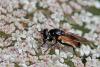 235627 – Photo : Marc Solari – France (68)